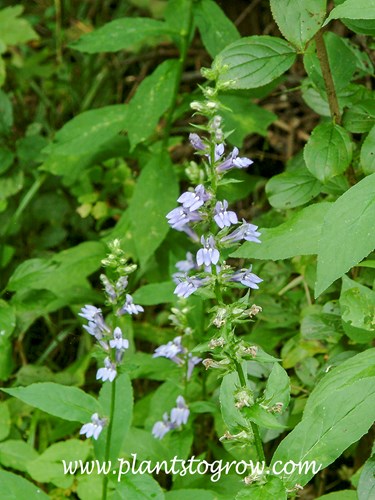 Great Lobelia (Lobelia siphilitica)